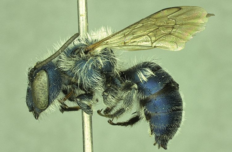 calaminthae bee
