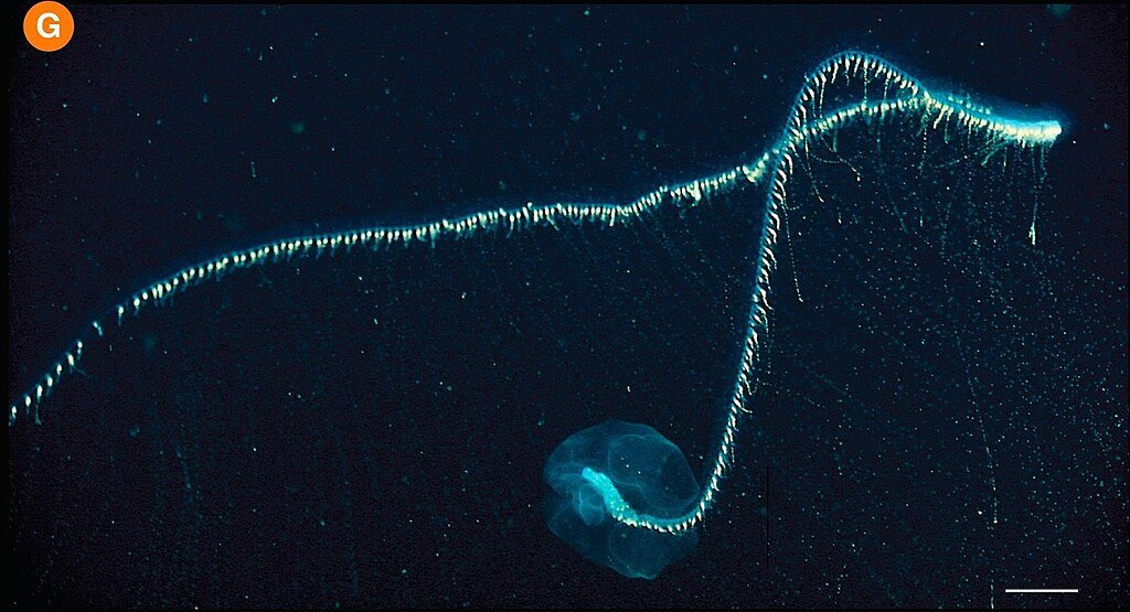 Praya dubia (Giant siphonophore)