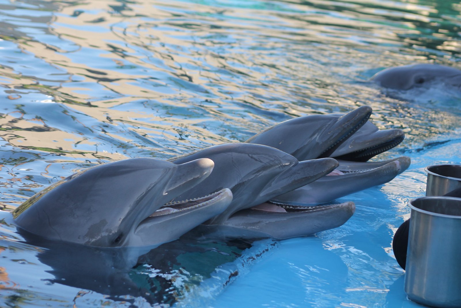 Why Some People Can Hold Their Breath Like Dolphins