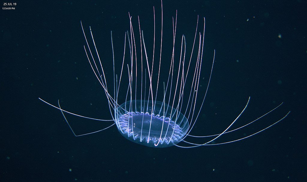 Solmissus, or dinner plate jellyfish