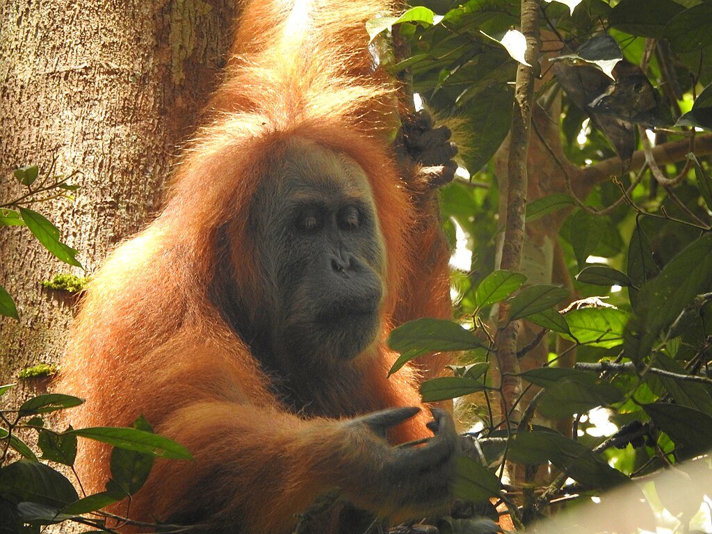 Tapanuli Orangutan (Pongo tapanuliensis).