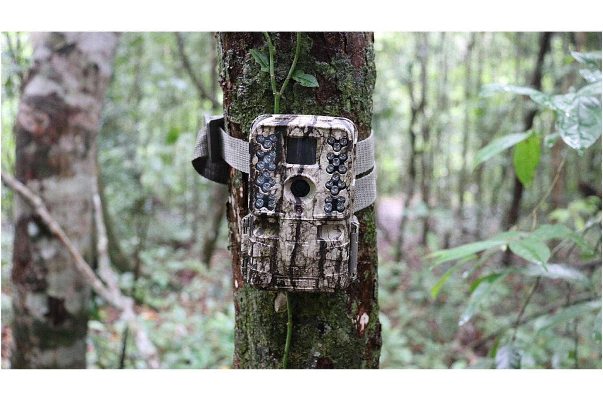 The Role of Camera Traps in Wildlife Research and Discovery