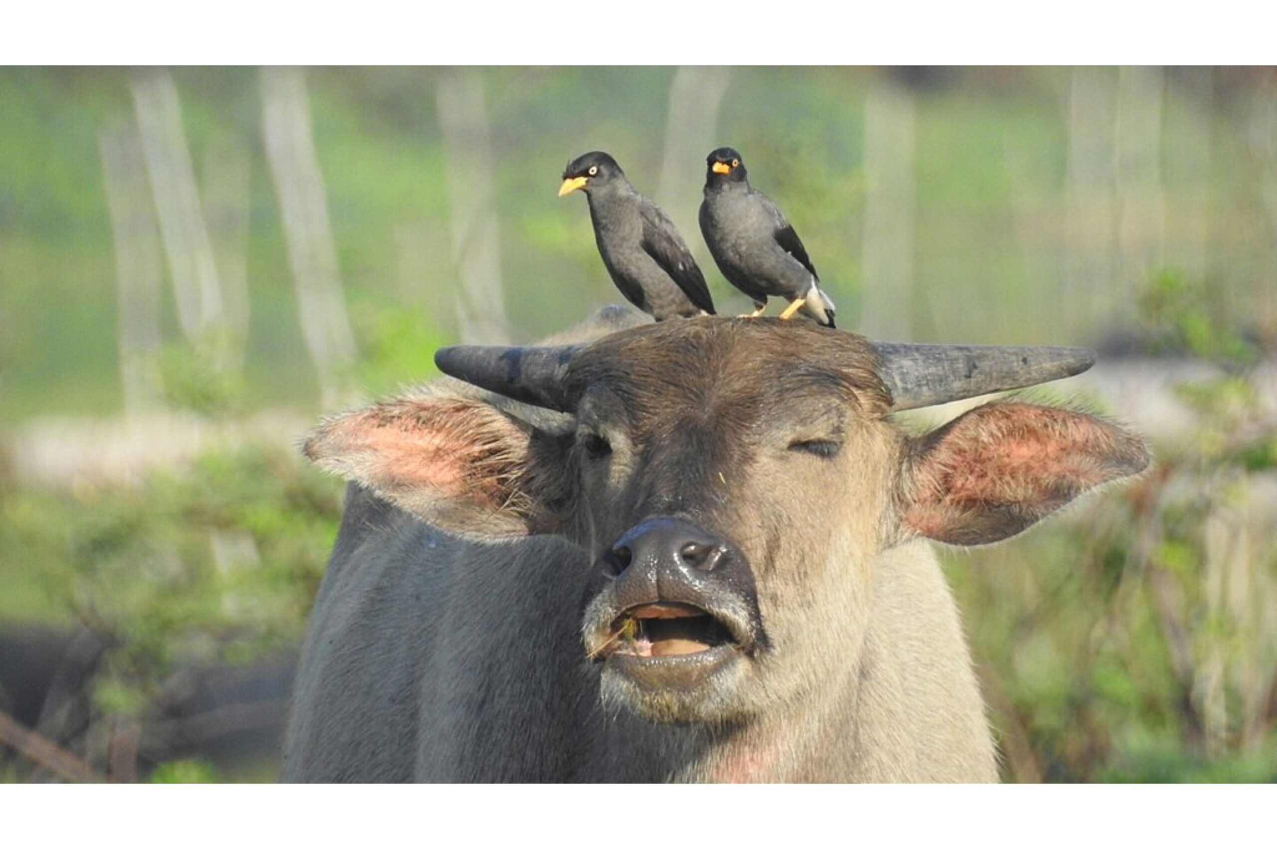 Starlings helping out with ticks.