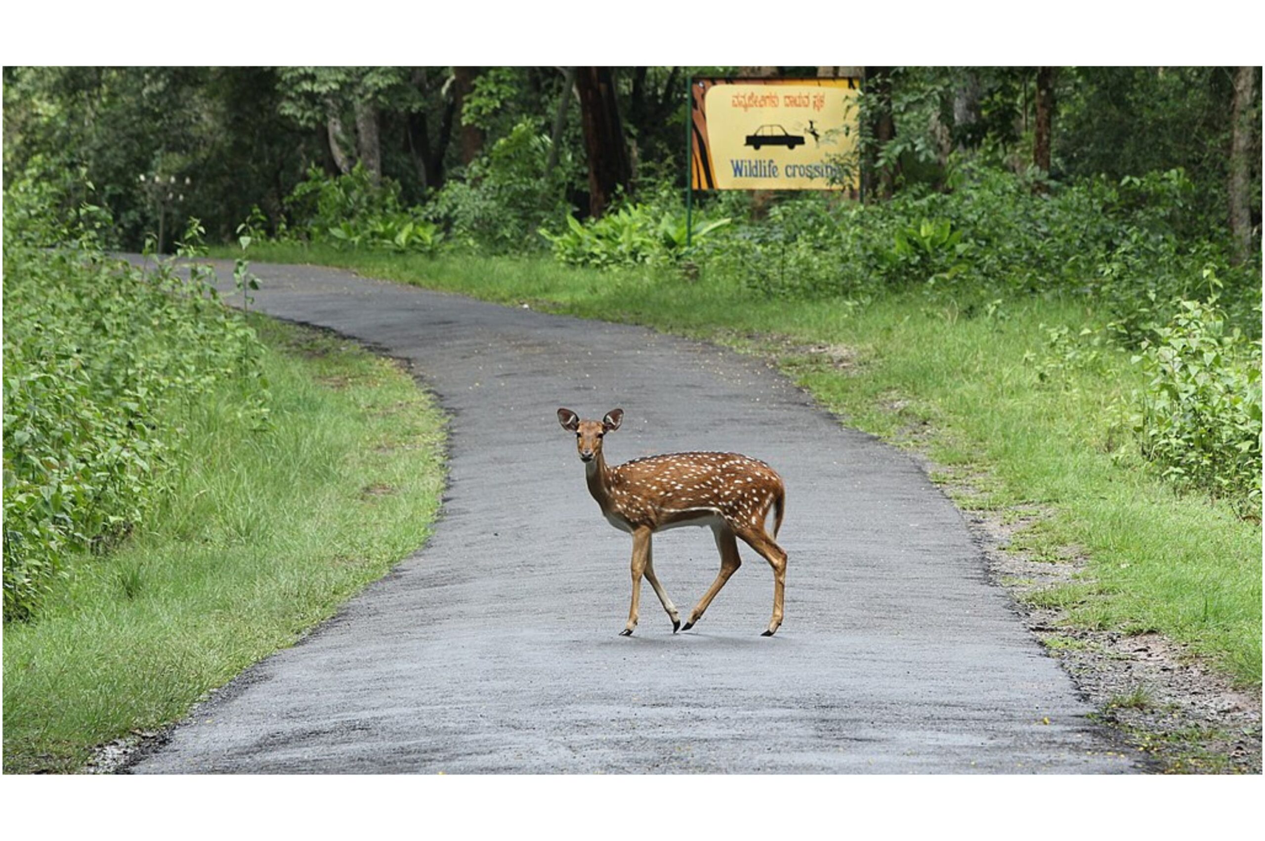 Why Wildlife Corridors Are Key to Animal Survival