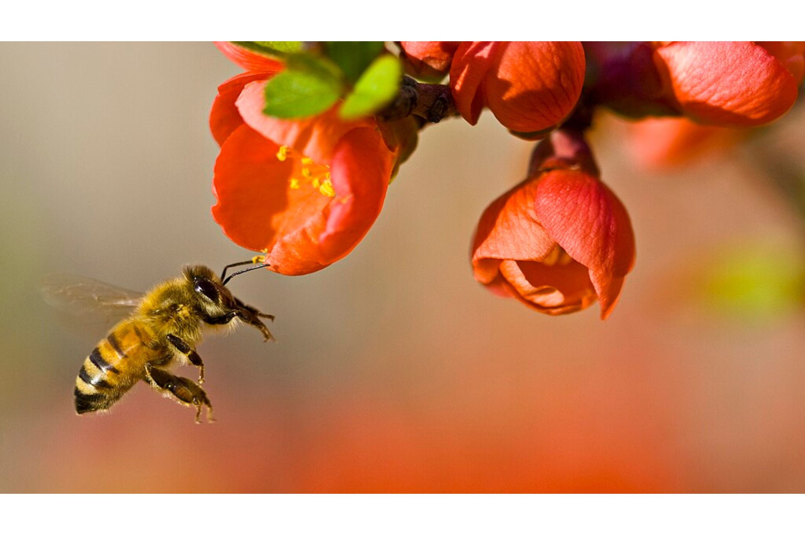 The Science of Pollination: How Wildlife Sustains Plant Life