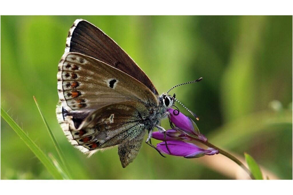 Butterfly on a purple flower.