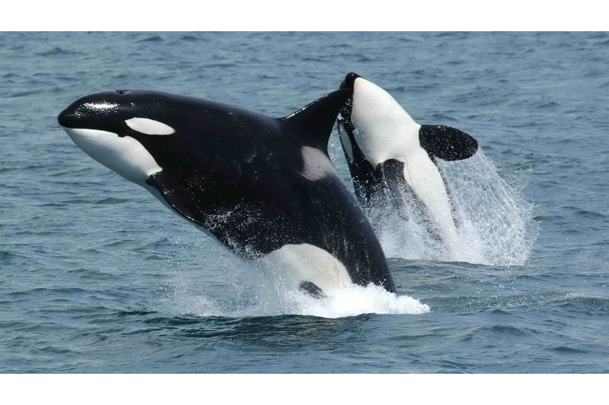 Marine Sanctuaries: Protecting Ocean Biodiversity