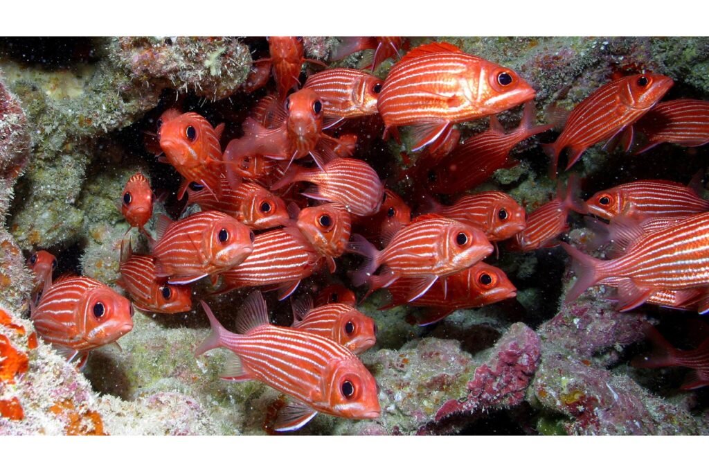 Hawaiian squirrelfish at French Frigate Shoals.