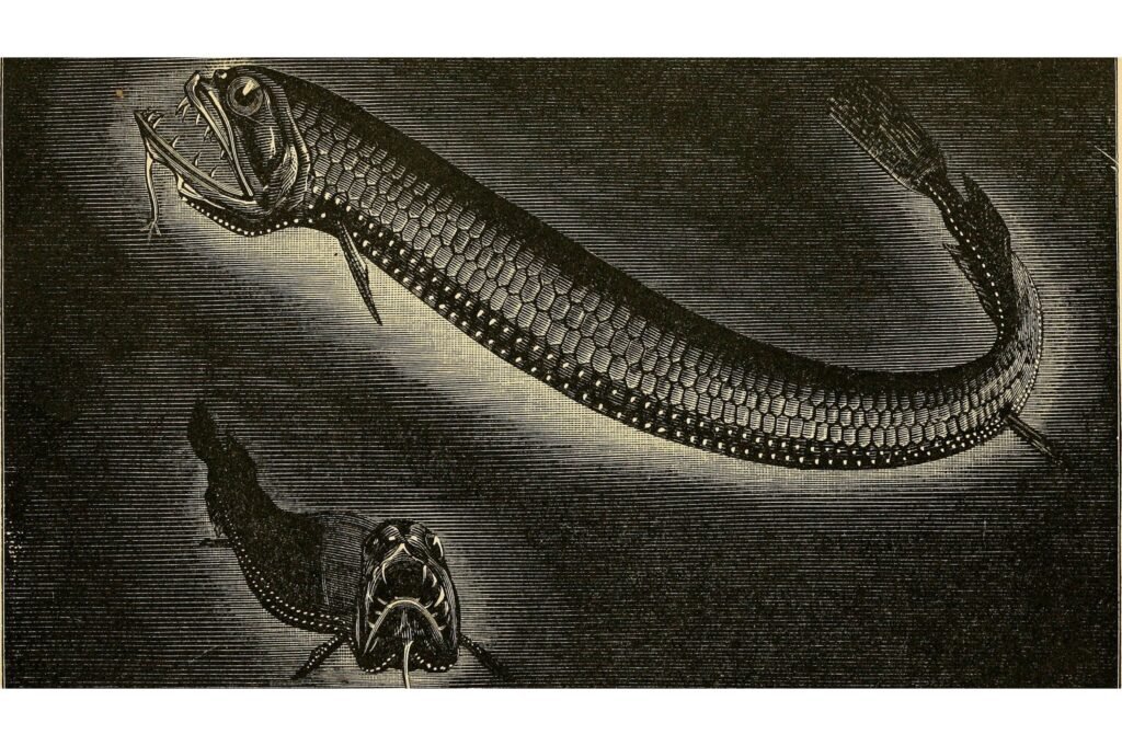 Fauna of the deep sea.