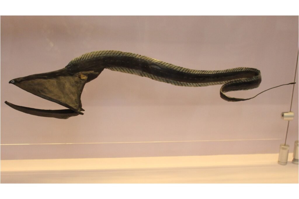Model at the Natural History Museum