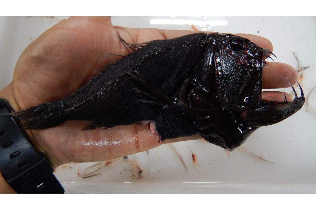 Fangtooth Fish in a human hand