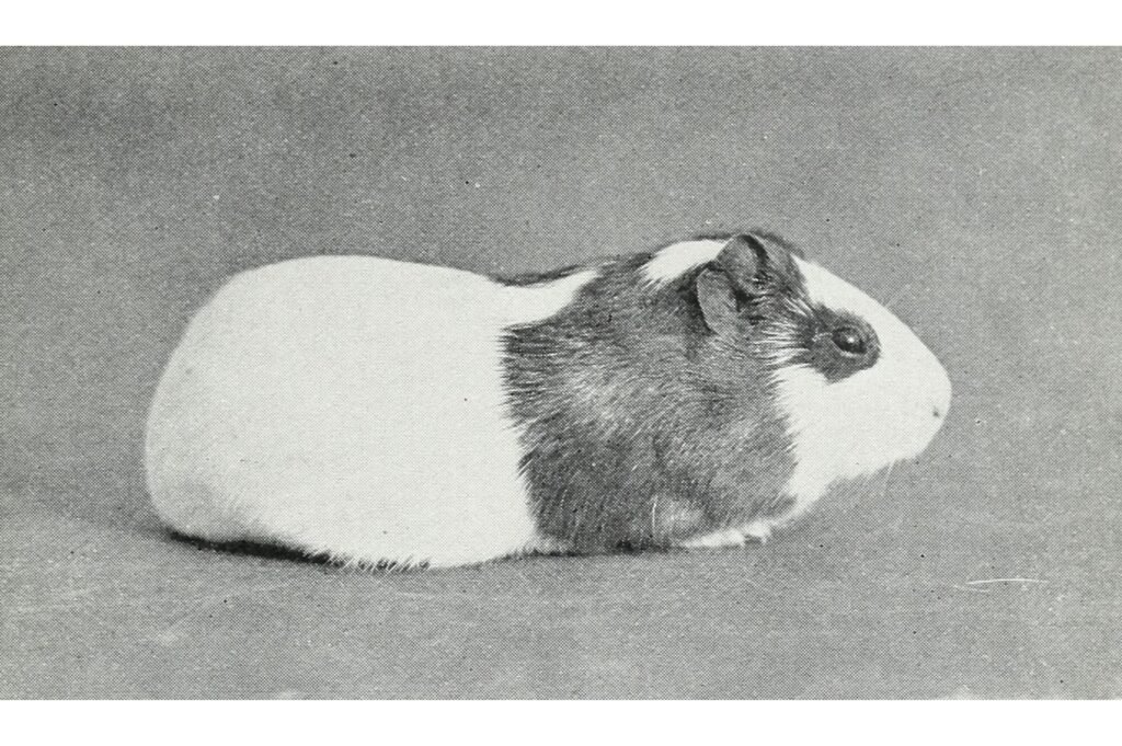 Crossbreeding guinea pigs experiment