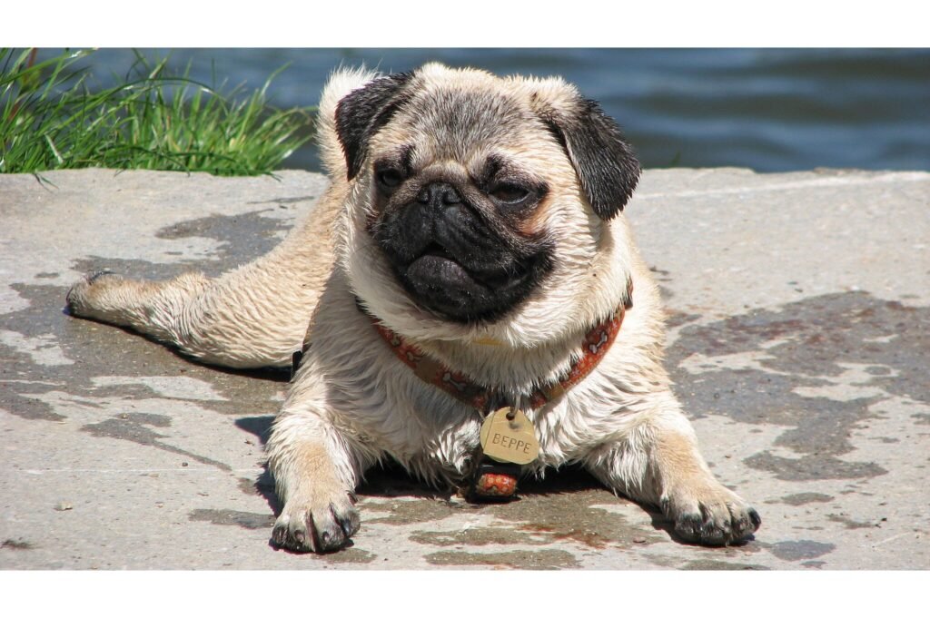 Pug after a bath.