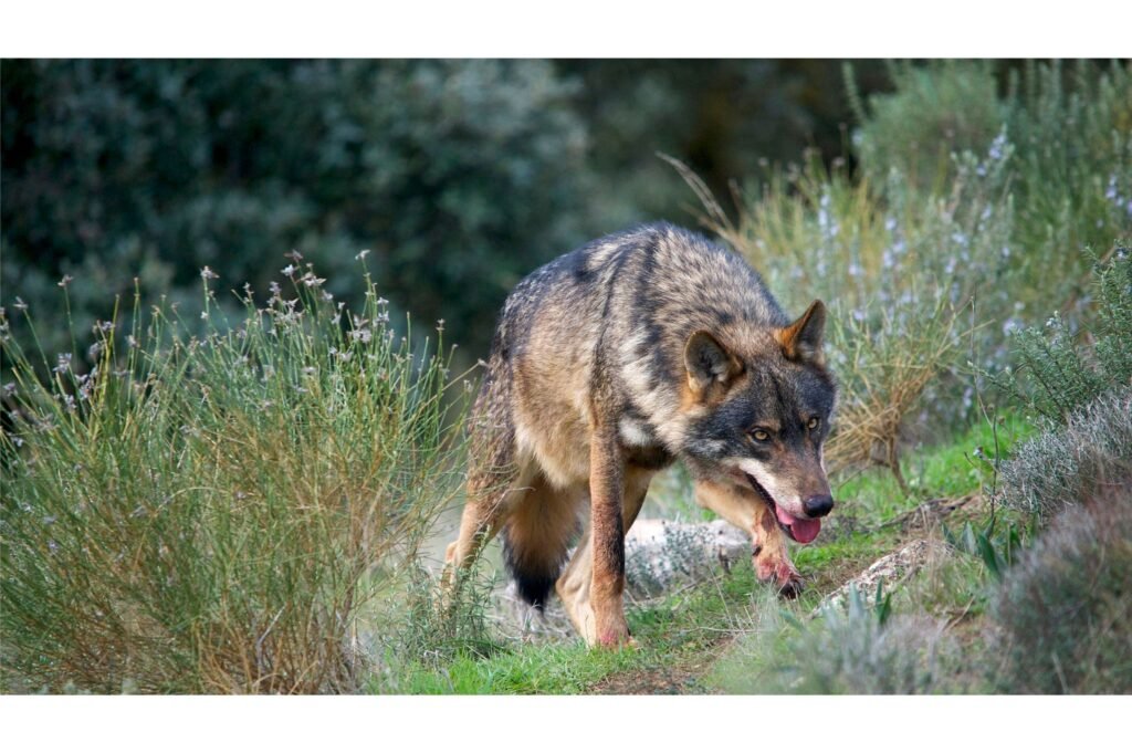 Iberian Wolf alpha male after a meal.