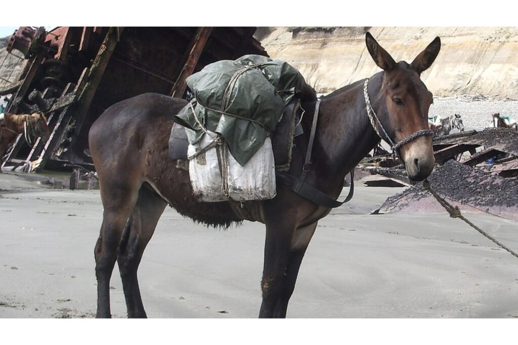 Mule on a mission.
