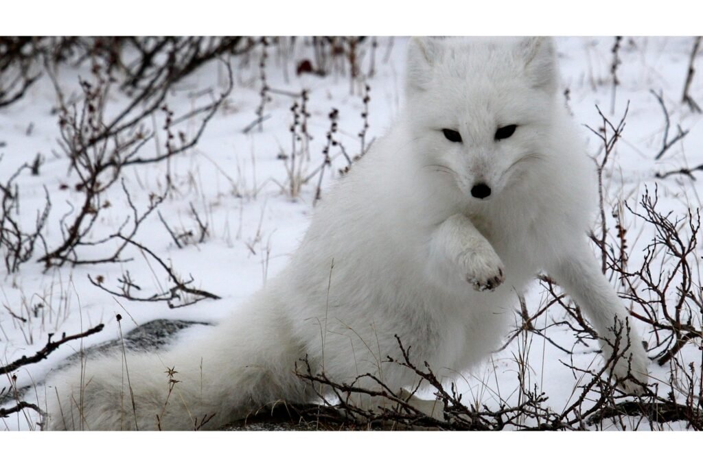 Arctic Fox hunting.