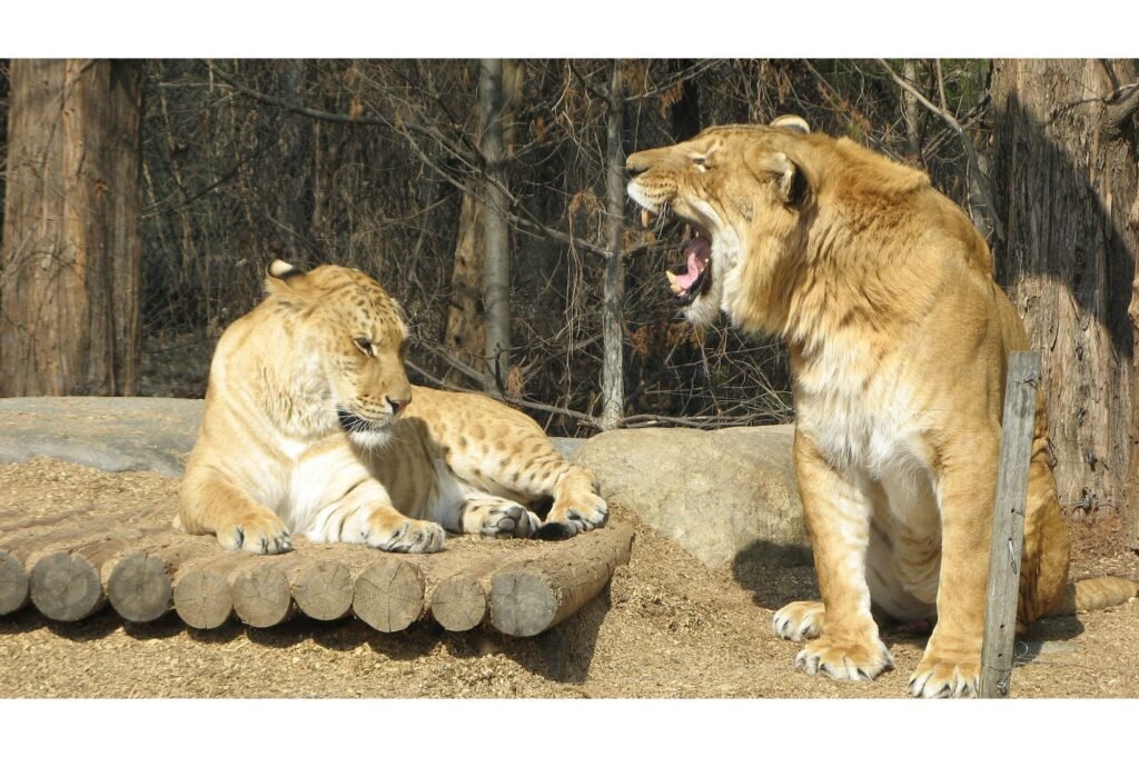 Photo of female and male ligers.