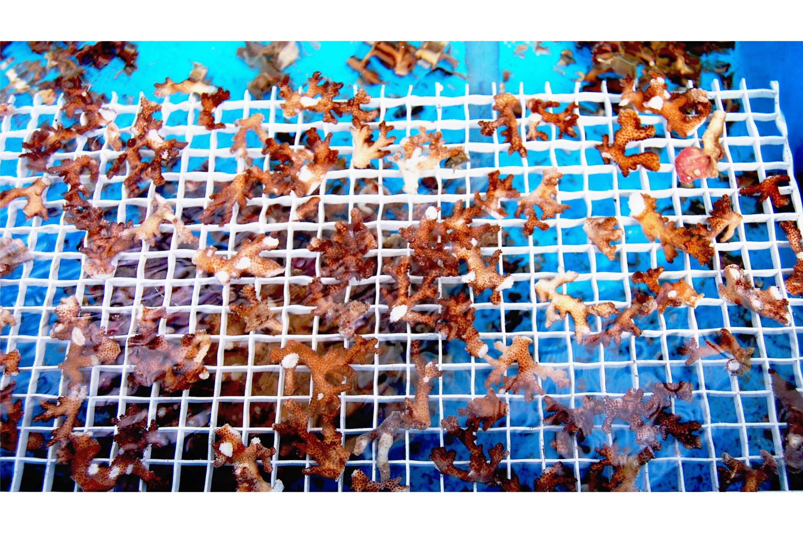 The Science of Artificial Reefs: Boosting Marine Ecosystems