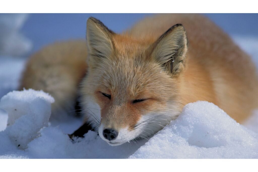 Fox asleep in the snow.