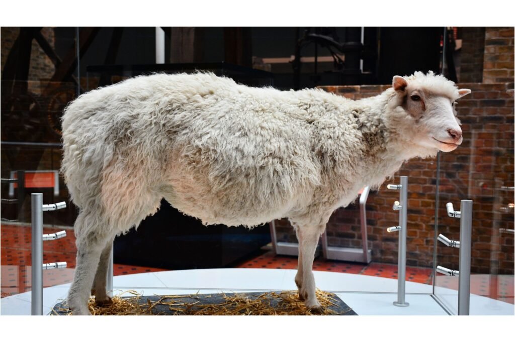 Dolly, is the first mammal ever cloned from an adult cell.