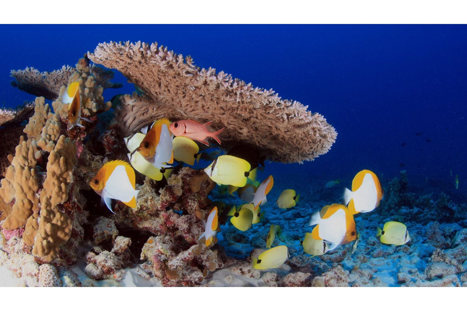 The Role of Microorganisms in Marine Ecosystems and Why They Matter