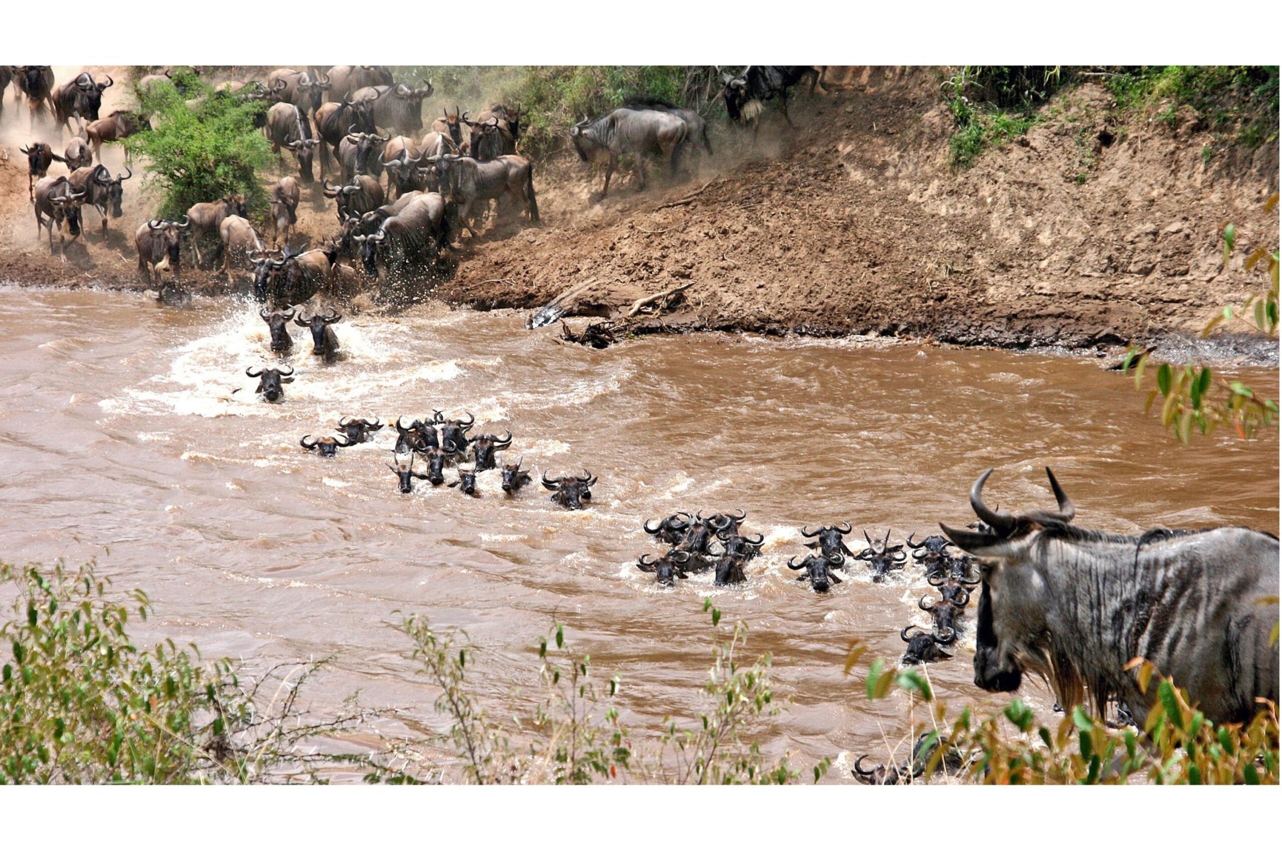 Why Do Animals Migrate?