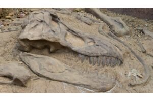 Dinosaur head fossil.