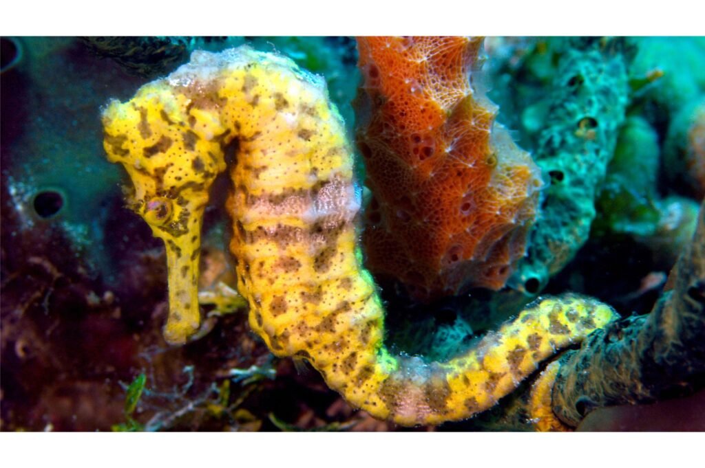 Long snout Seahorse clinging to a sponge.