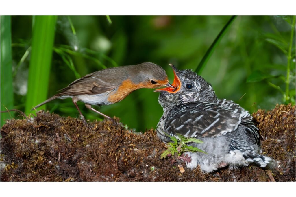 Cuckoo chick being fed.