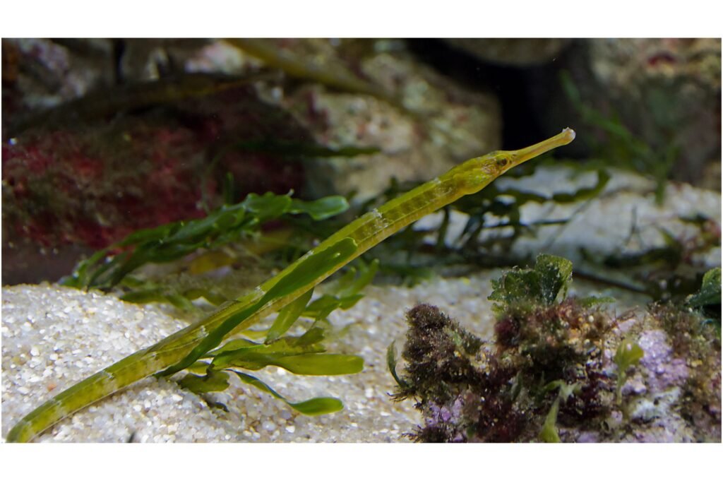 Camouflaged pipefish.