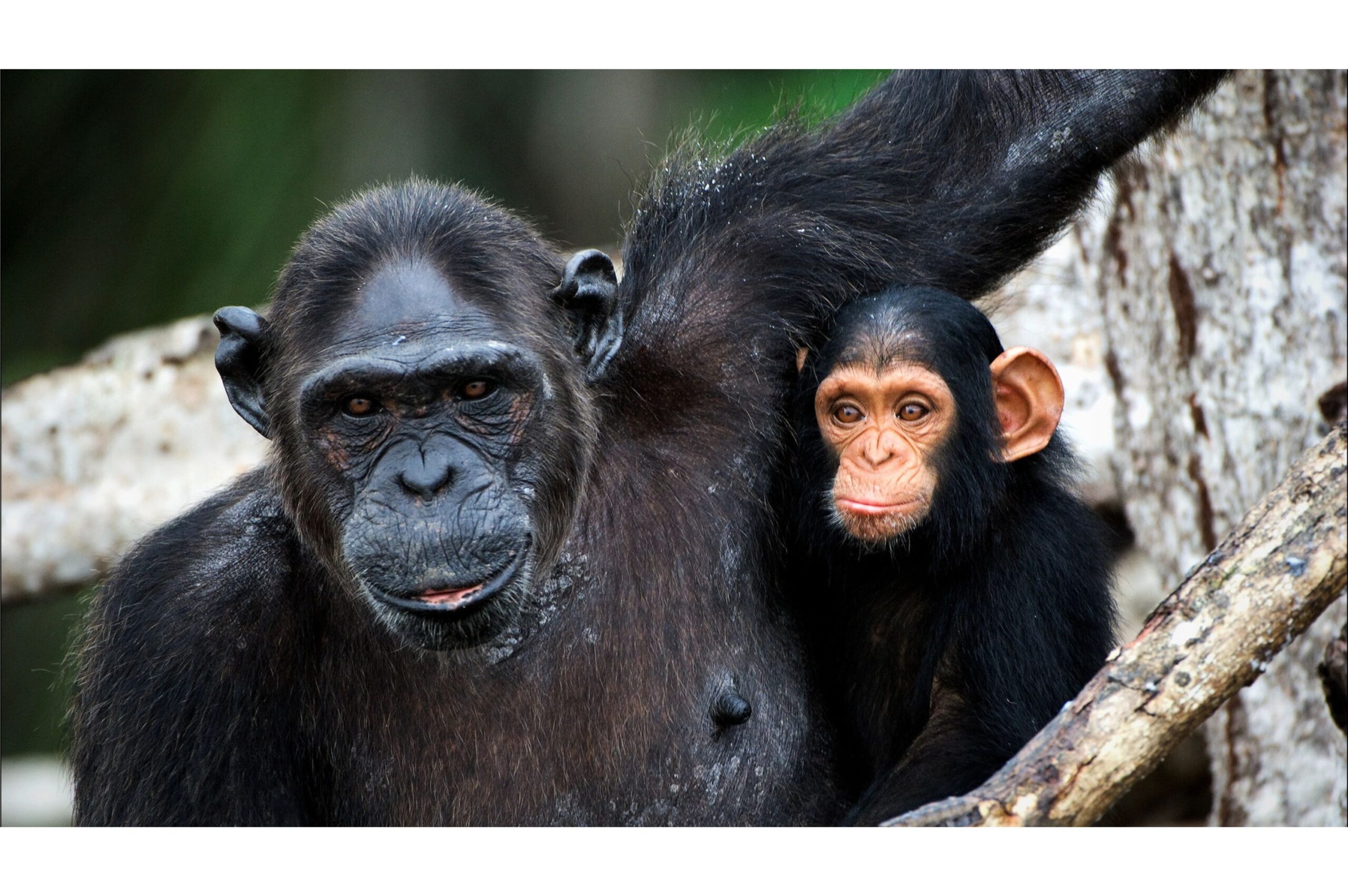 How DNA Sequencing Is Protecting Biodiversity