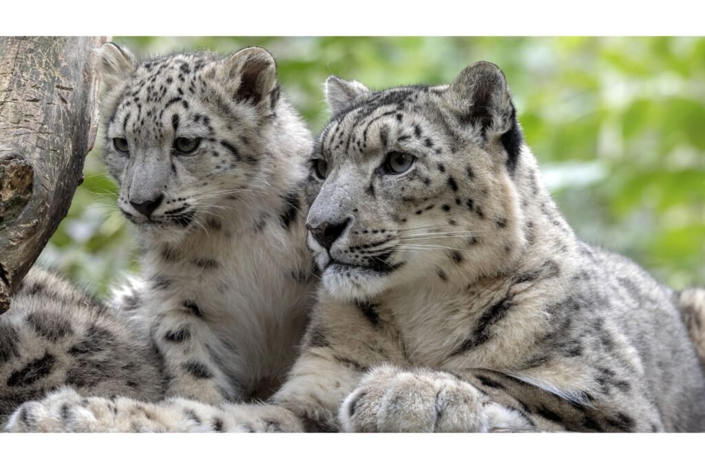 Snow leopard and her cub.