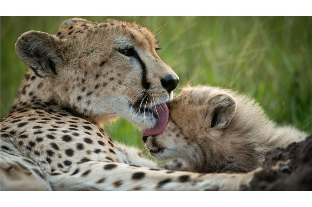 Cheetah grooming her cub.