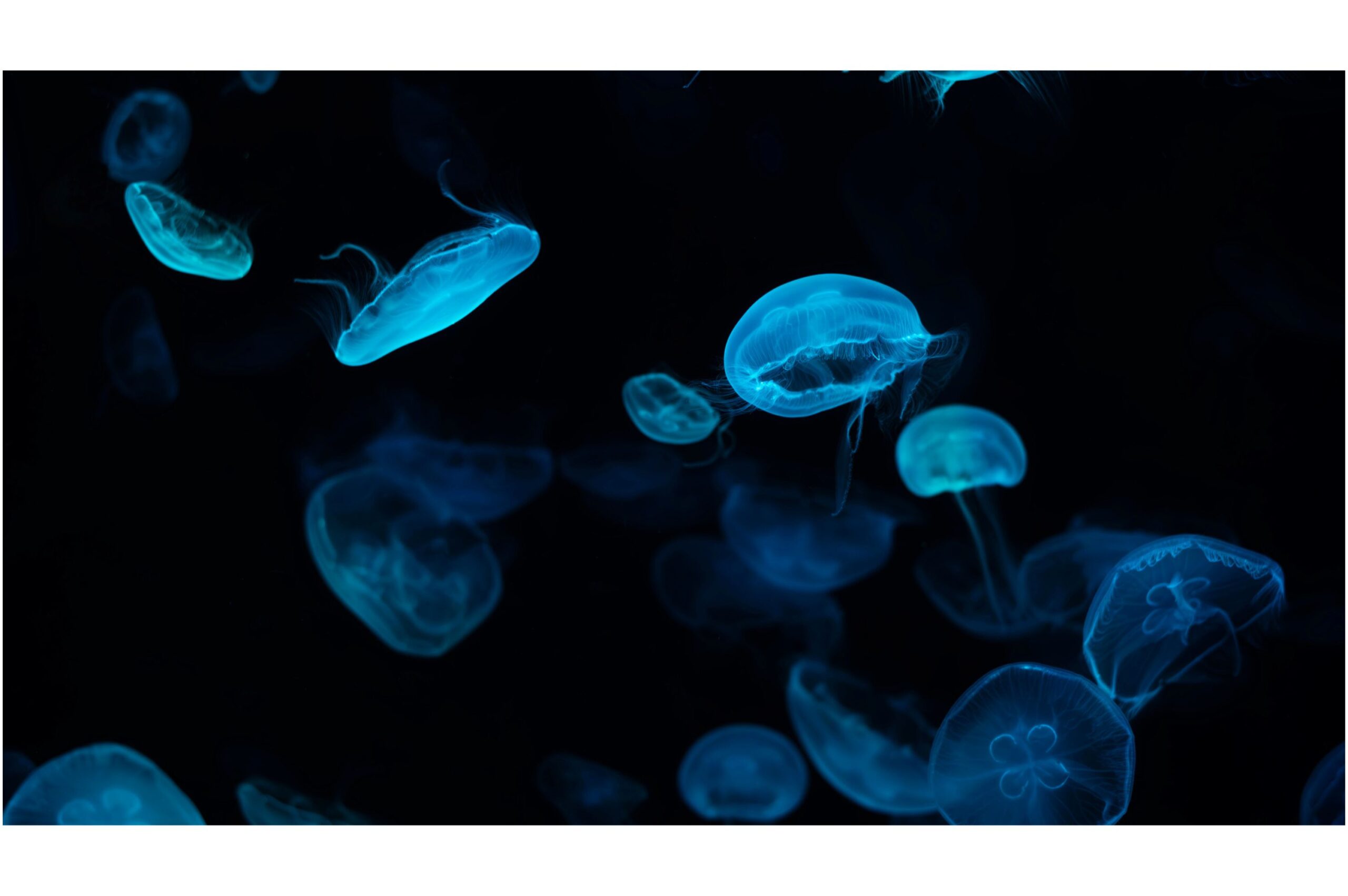 The Fascinating Lives of Deep-Sea Creatures