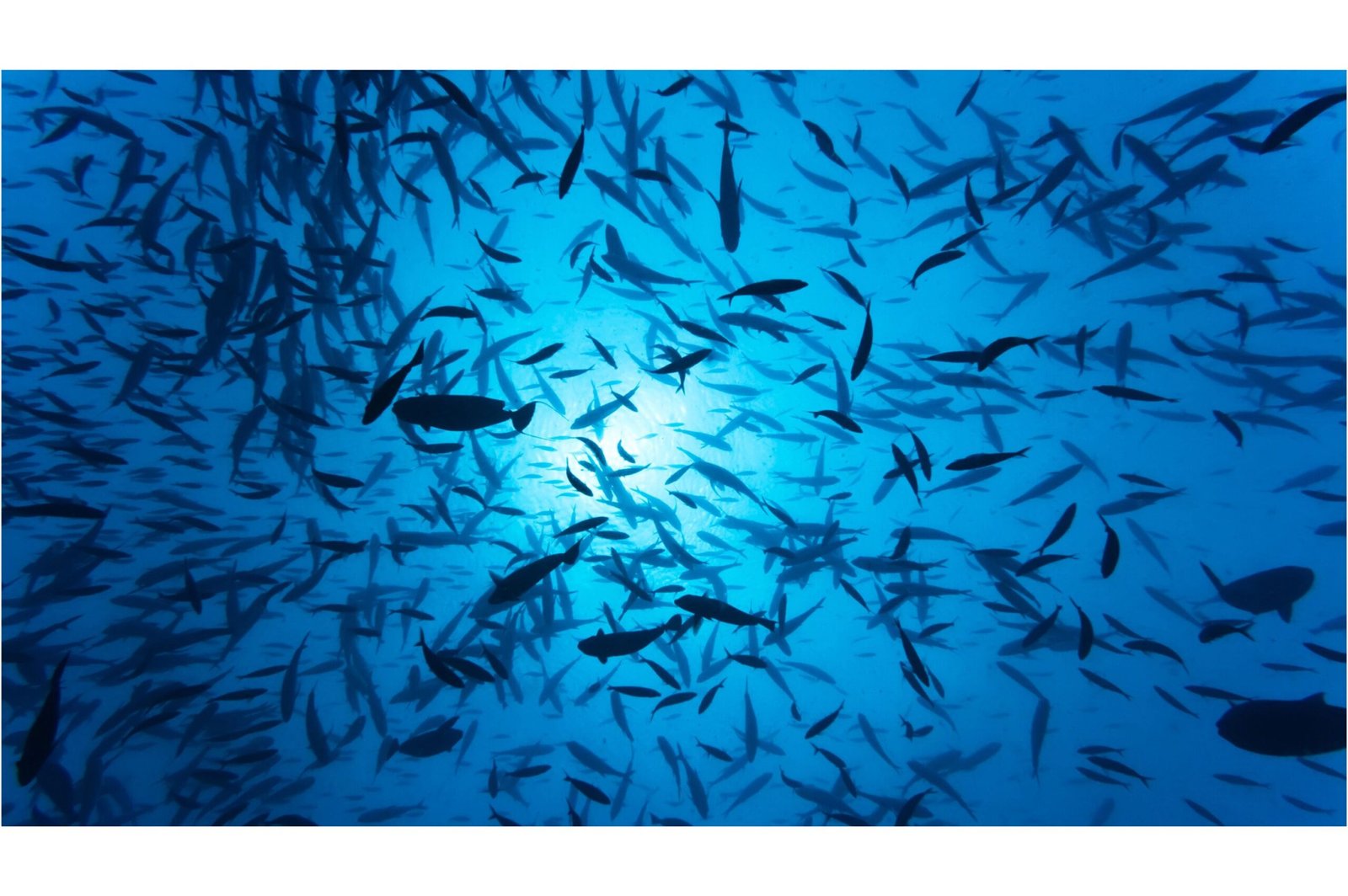 School of fish from below.