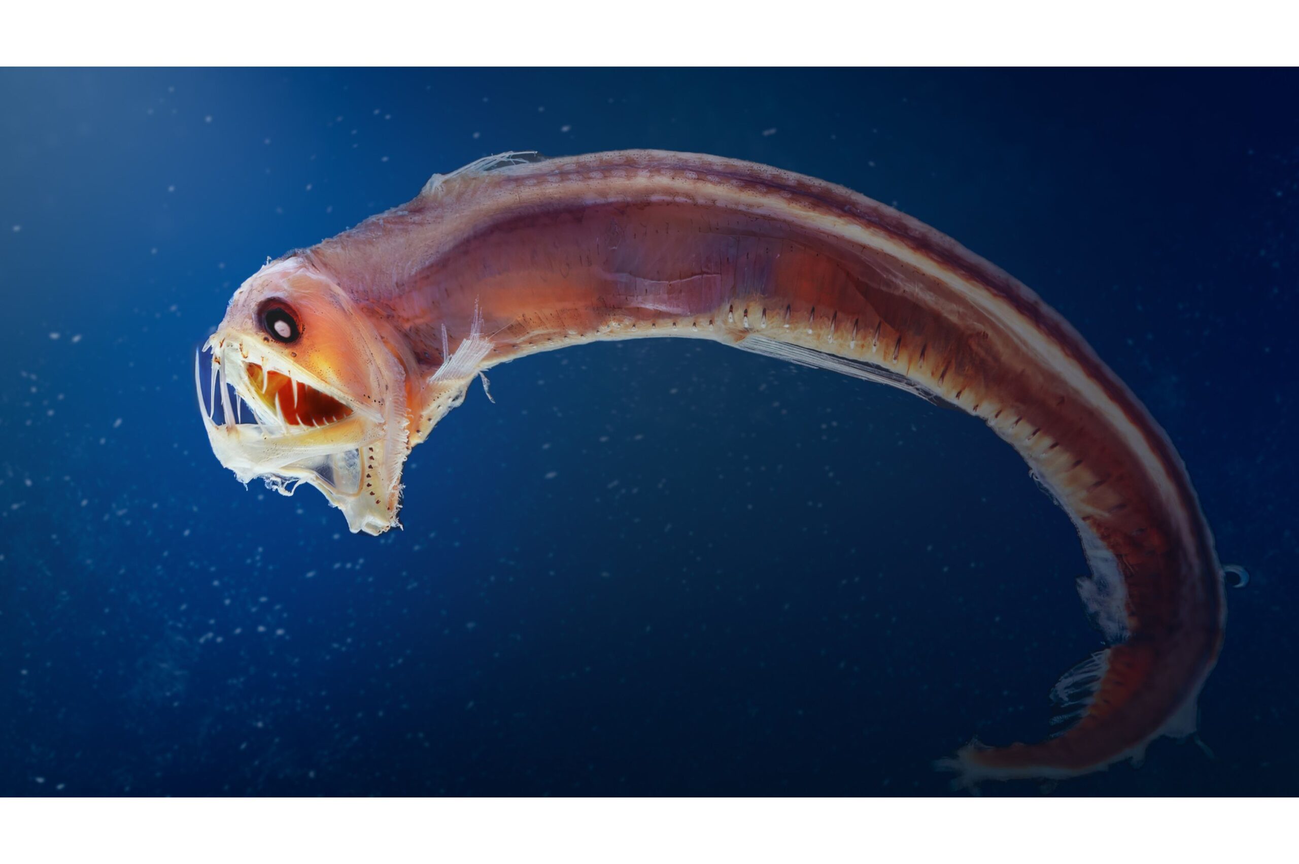 11 Amazing New Species Discovered in Recent Years