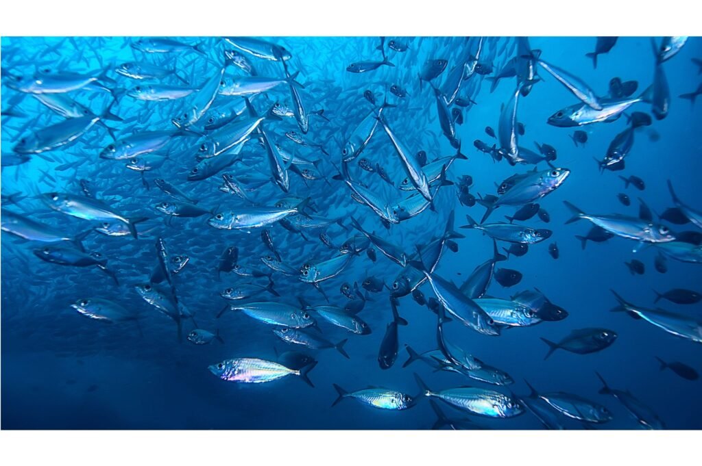 Large shoal of fish.