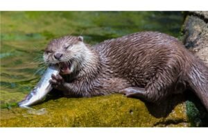 Otter having a snack.