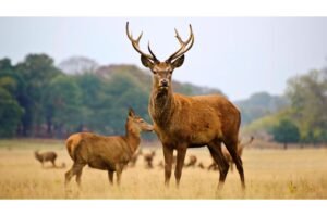 Herd of red deer stags