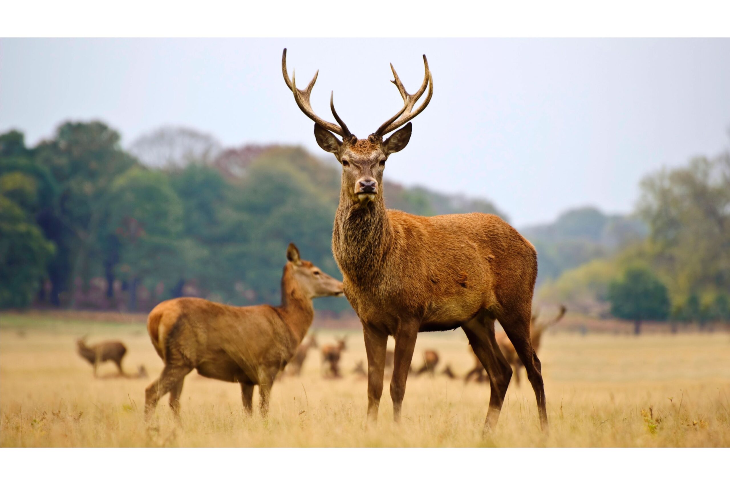 10 Conservation Projects Making a Difference Globally