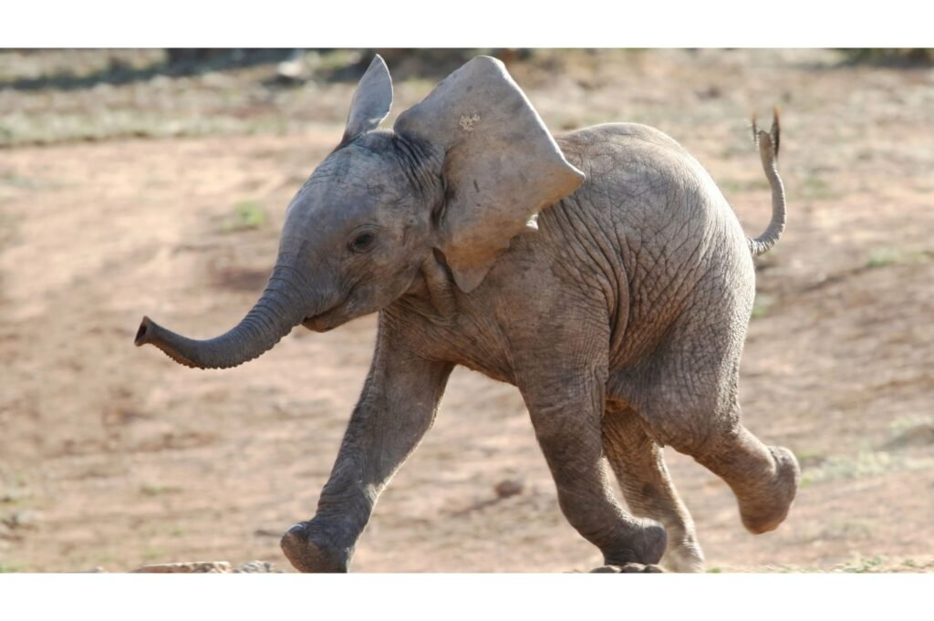 Baby Elephant Running