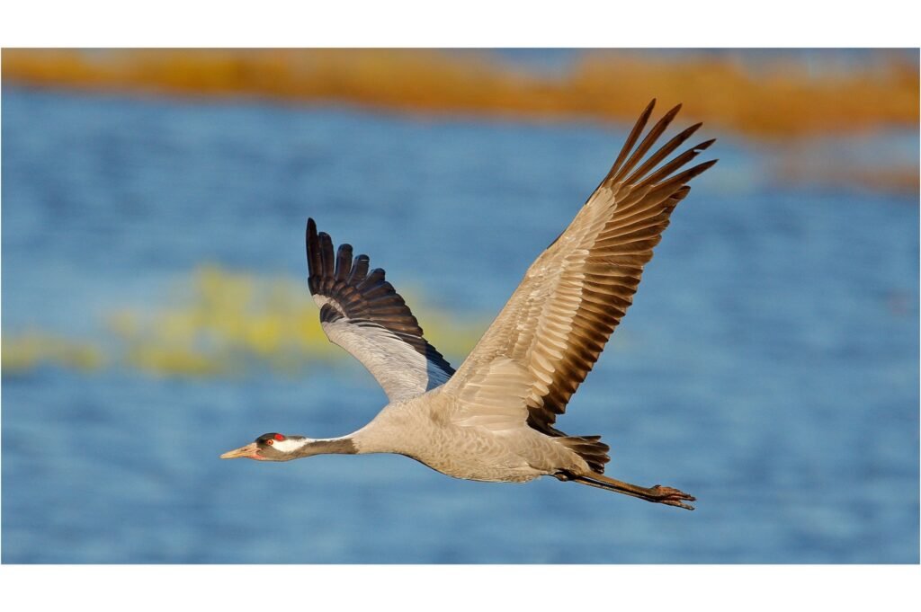 Flying Common Crane