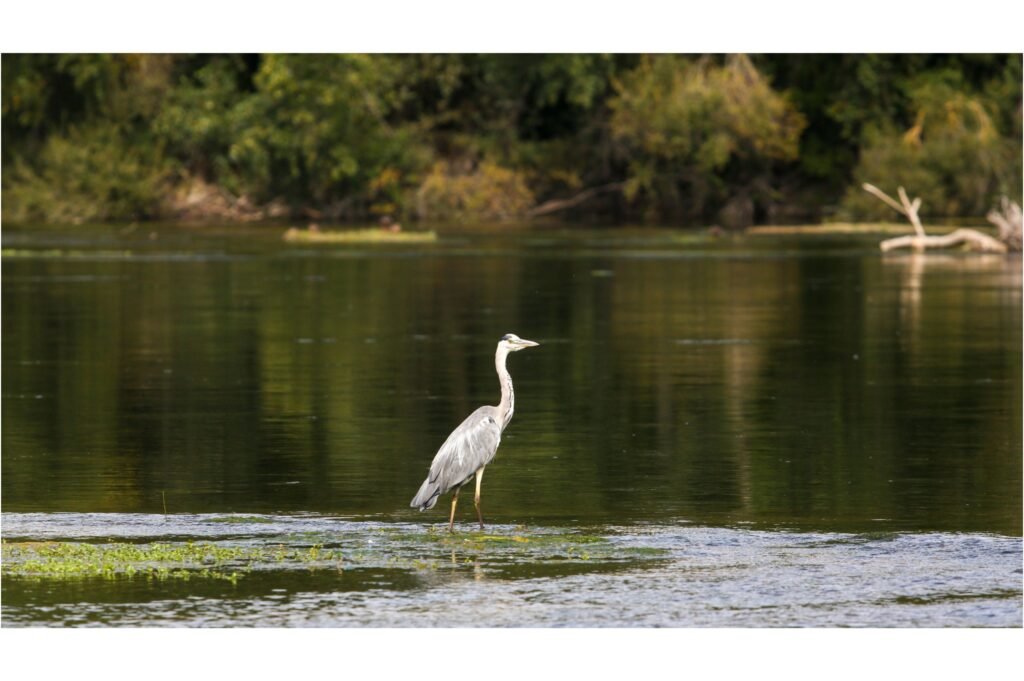 Wild gray heron