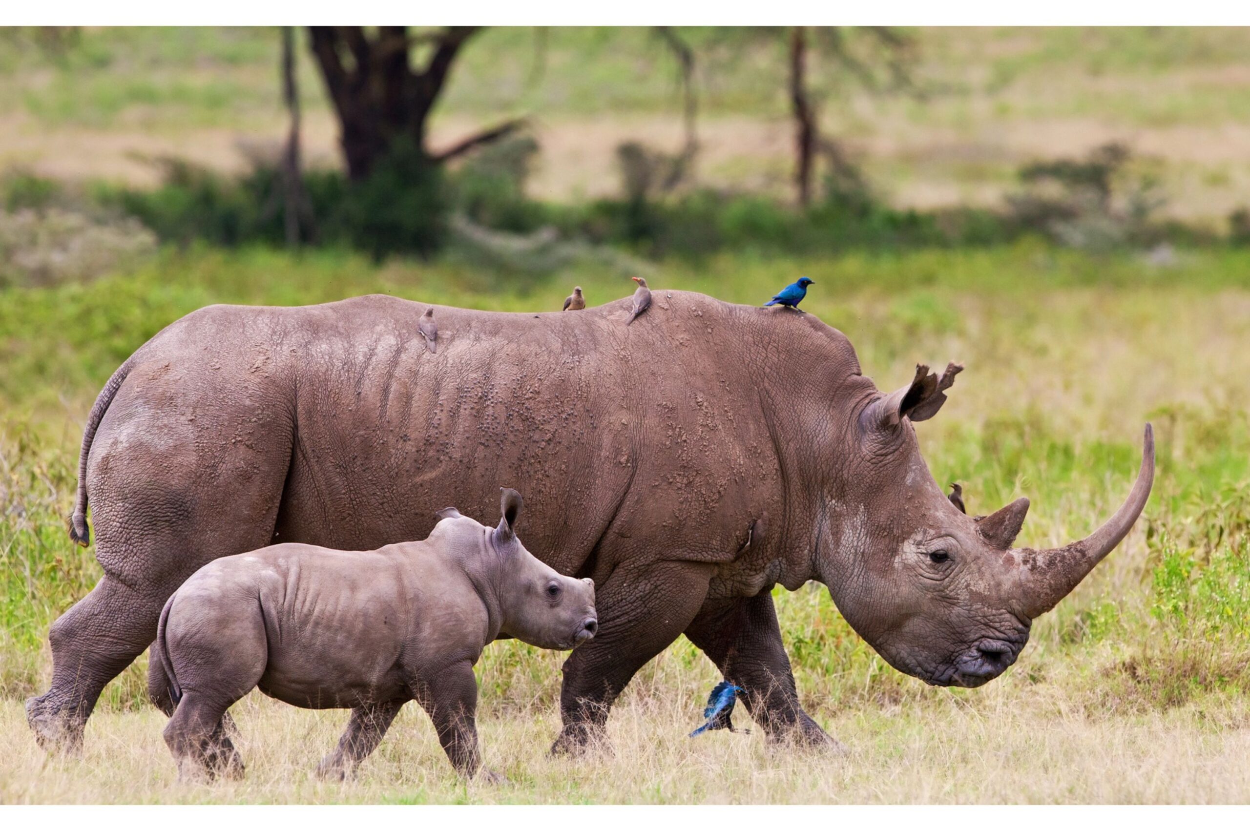 8 Groundbreaking Wildlife Cloning Projects