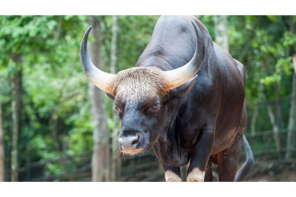 Gaur at a zoo in India.