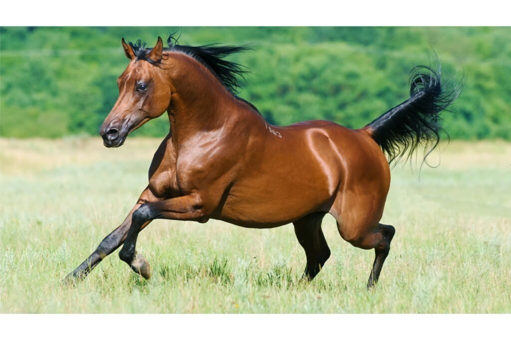 Bay Arabian horse running