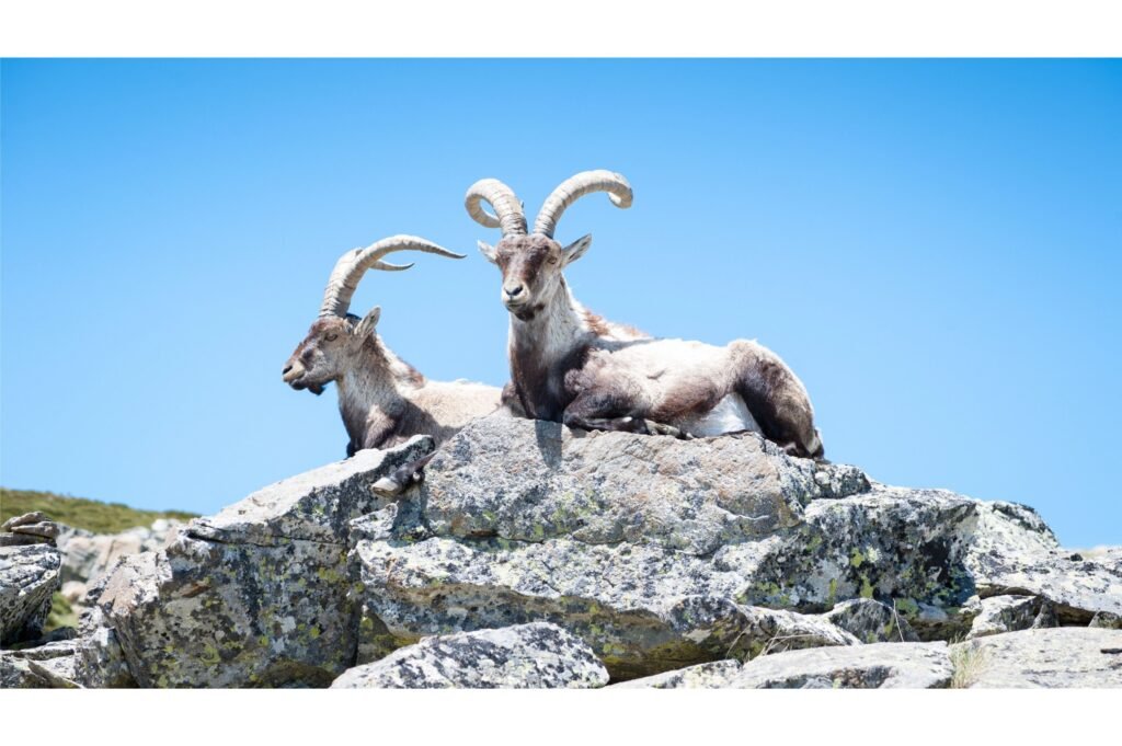 Goat lying on the stone of the Gredos mountain