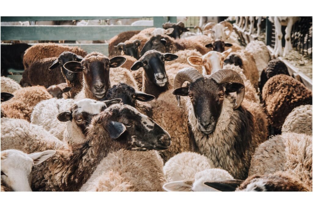 Sheep at a farm