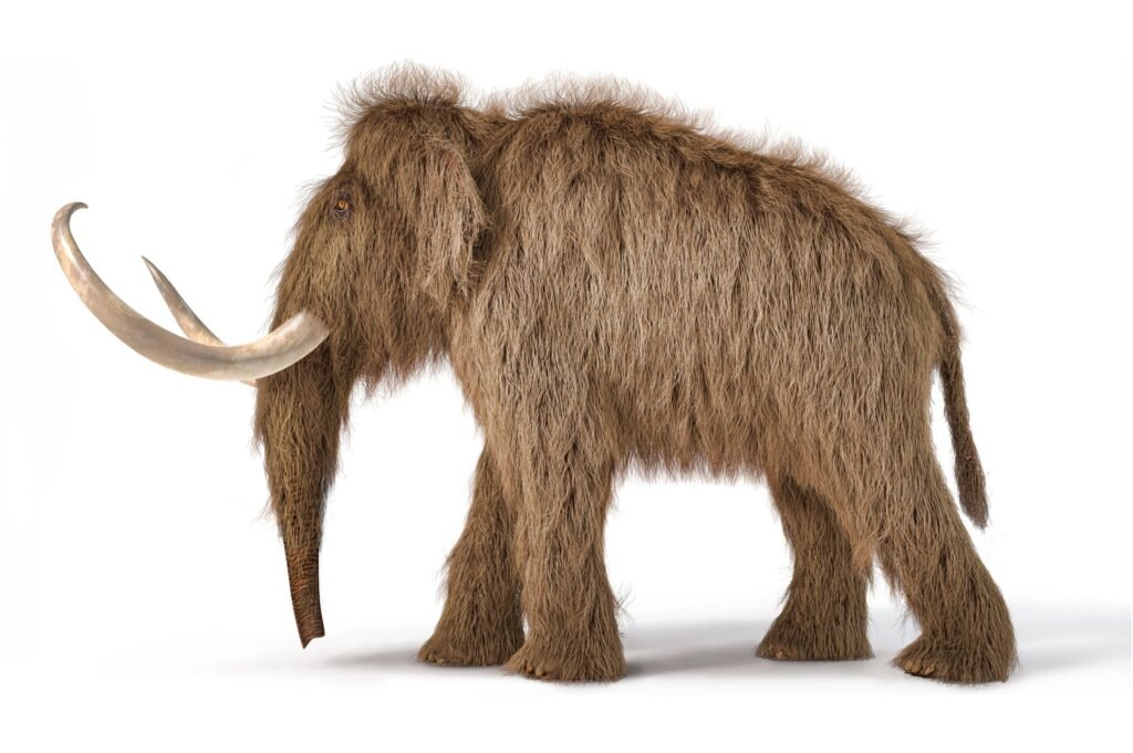 Woolly mammoth side angle.