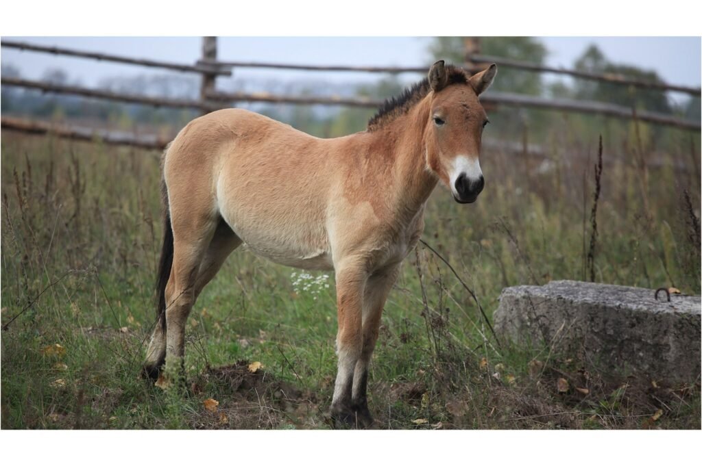 Endangered species of wild horse that has been introduced into the wild of the Chernobyl Exclusion Zone.